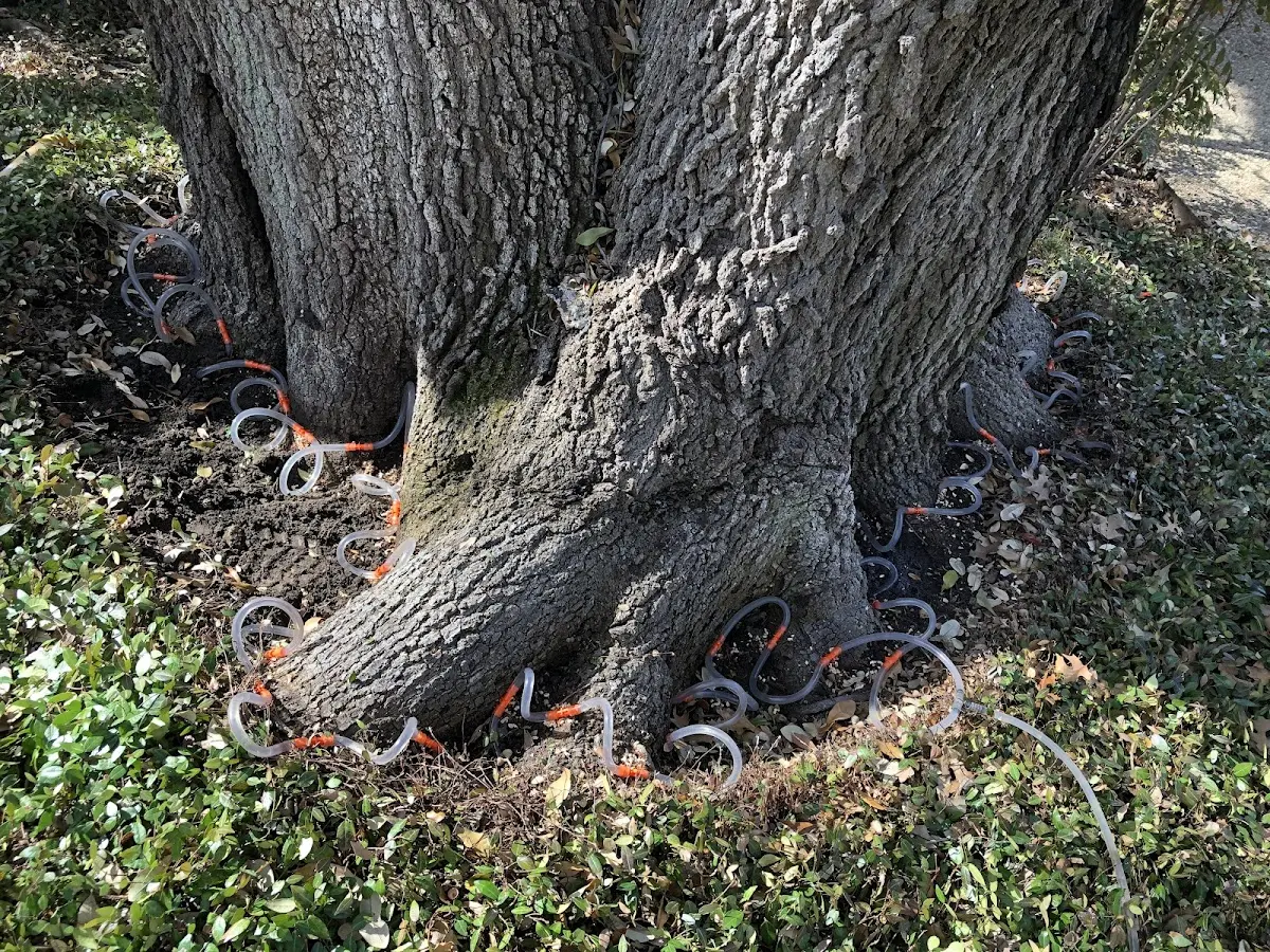 Detailed Tree Cabling and Bracing job site in Loose Creek