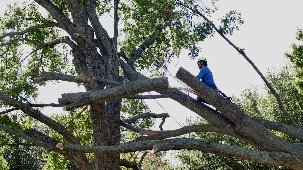 Professional Crown Thinning performed by certified arborists in Loose Creek