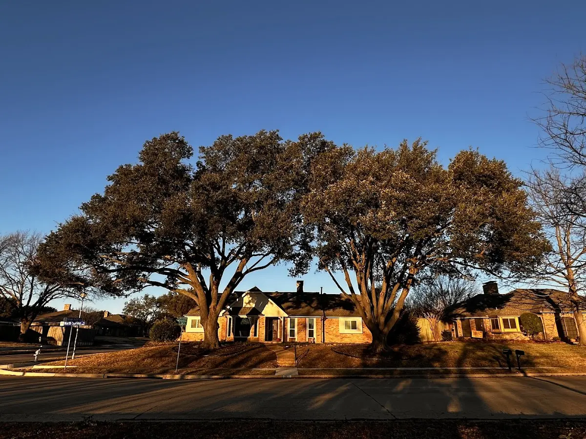 Established residential canopy tree shading a home in Loose Creek